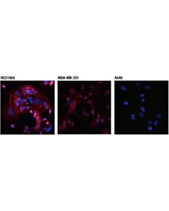 Cell Signaling Pd-L1 (Extracellular Domain Specific) (D8t4x) Rabbit mAb (Alexa Fluor 594 Conjugate)