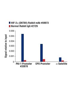 Cell Signaling Hif-2alpha (D6t8v) Rabbit mAb