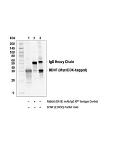 Cell Signaling Bdnf (E5h5c) Rabbit mAb
