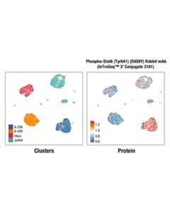 Cell Signaling Phospho-Stat6 (Tyr641) (D8S9Y) Rabbit mAb (InTraSeq™ 3 Conjugate 3101); 25 µl