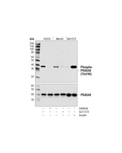 Cell Signaling Phospho-Pras40 (Thr246) (C77d7) Rabbit mAb (BSA And Azide Free)