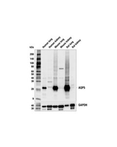 Cell Signaling AQP5 (F6X2V) Rabbit mAb 100 µl