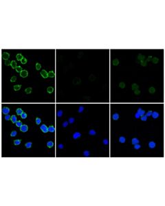 Cell Signaling Phospho-Flt3 (Tyr589/591) (E4d6y) Rabbit mAb