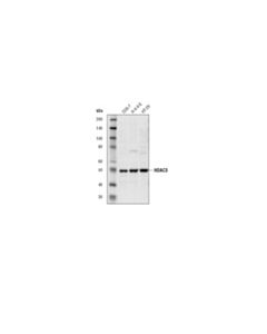 Cell Signaling Histone Deacetylase 3 (Hdac3) Antibody