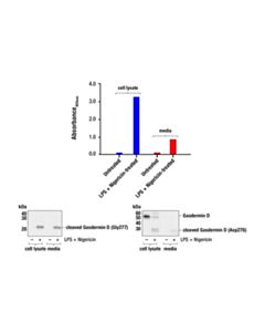 Cell Signaling PathScan® RP Cleaved Gasdermin D (Gly277) Sandwich ELISA Kit; 1 Kit