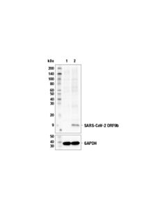 Cell Signaling Sars-Cov-2 Orf9b Antibody