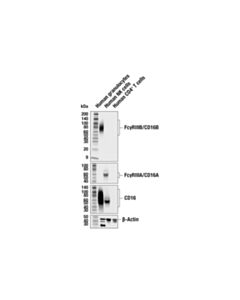 Cell Signaling FcγRIIIB/CD16B (F2D8G) Rabbit mAb; 20 µl