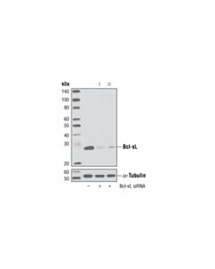 Cell Signaling Bcl-Xl (54h6) Rabbit mAb (Bsa And Azide Free)