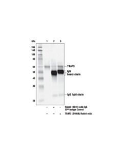 Cell Signaling Traf3 (D1n5b) Rabbit mAb