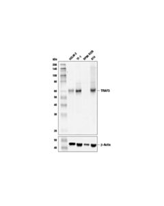 Cell Signaling TRAF3 (D1N5B) Rabbit mAb 20 uL