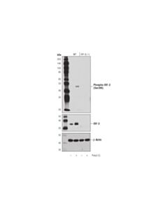 Cell Signaling Phospho-Irf-3 (Ser396) (D6o1m) Rabbit mAb (BSA And Azide Free)