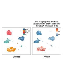 Cell Signaling Non-phospho (Active) β-Catenin (Ser33/37/Thr41) (D13A1) Rabbit mAb (InTraSeq™ 3 Conjugate 3115); 25 µl
