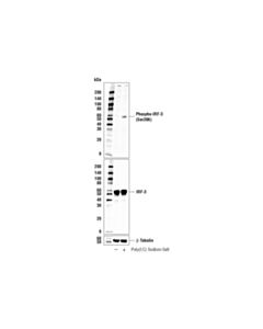Cell Signaling Poly(I:C) Sodium Salt