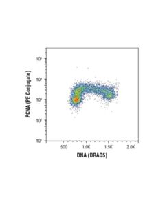 Cell Signaling Pcna (D3h8p) Xp Rabbit mAb (PE Conjugate)