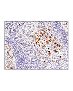 Cell Signaling Ox40 (E9u7o) Xp Rabbit mAb