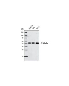 Cell Signaling Beta-Tubulin (9f3) Rabbit mAb (Biotinylated)
