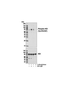 Cell Signaling Phospho-HS1 (Tyr378/397) (D12C1) XP Rabbit mAb (BSA and Azide Free) 100 ug