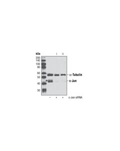 Cell Signaling Signalsilence C-Jun Sirna Ii