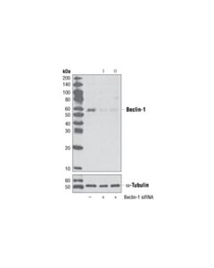 Cell Signaling Signalsilence Beclin-1 Sirna I