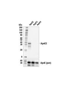 Cell Signaling ApoE2 (E6U9I) Rabbit mAb 20 uL