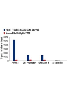 Cell Signaling Raralpha (E6z6k) Rabbit mAb