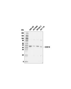 Cell Signaling Cox10 Antibody