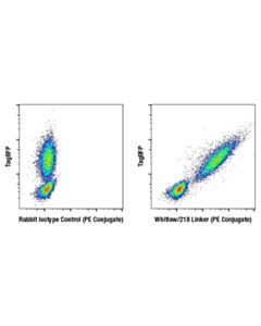 Cell Signaling Whitlow/218 Linker (E3u7q) Rabbit mAb (PE Conjugate)