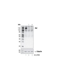 Cell Signaling Signalsilence Axl Sirna I