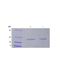 Cell Signaling Human Il-1alpha Recombinant Protein
