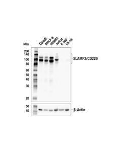 Cell Signaling SLAMF3/CD229 (E5E8A) Rabbit mAb 20 uL
