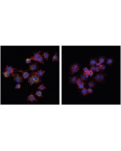 Cell Signaling Phospho-Sting (Ser365) (D1c4t) Rabbit mAb