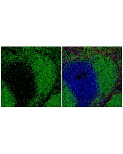 Cell Signaling Cd20 (E3n7o) Xp Rabbit mAb (Alexa Fluor 488 Conjugate)