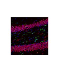 Cell Signaling Neun (D4g4o) Xp<LT/>Sup&Gt;®<LT/>/Sup&Gt; Rabbit mAb (Alexa Fluor<LT/>Sup&Gt;®<LT/>/Sup&Gt; 647 Conjugate)