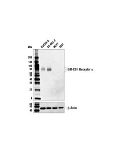 Cell Signaling Gm-Csf Receptor Alpha (E8z3s) Rabbit mAb (BSA And Azide Free)