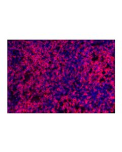 Cell Signaling Cd3epsilon (D7a6e™) Xp® Rabbit mAb (Alexa Fluor® 647 Conjugate)
