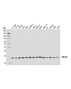 Cell Signaling Ube2g2 (D8z4g) Rabbit mAb