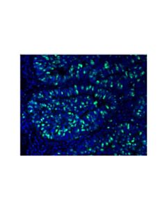 Cell Signaling Ki-67 (D2h10) Rabbit mAb (Alexa Fluor ® 488 Conjugate)