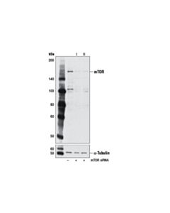 Cell Signaling Signalsilence Mtor Sirna I (Mouse Specific)