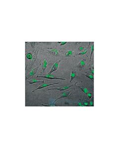 Cell Signaling Signalsilence C-Myc Sirna I