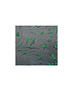 Cell Signaling Signalsilence Survivin Sirna I