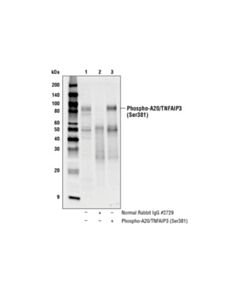 Cell Signaling Phospho-A20/Tnfaip3 (Ser381) Antibody