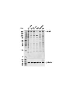 Cell Signaling Gcn2 (E7i8w) Rabbit mAb