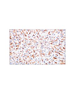 Cell Signaling Signalstain Boost Ihc Detection Reagent (Hrp, Goat)