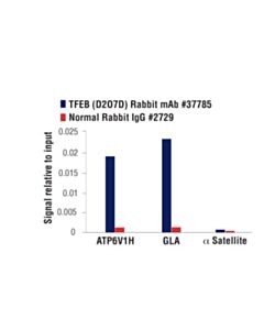 Cell Signaling Tfeb Signaling Antibody Sampler Kit