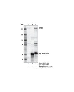 Cell Signaling Brd4 (E4x7e) Mouse mAb