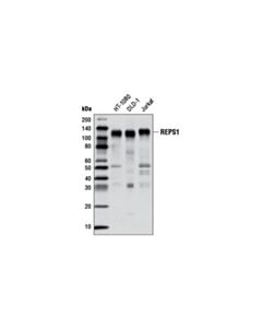 Cell Signaling Reps1 (D6f4) Rabbit mAb