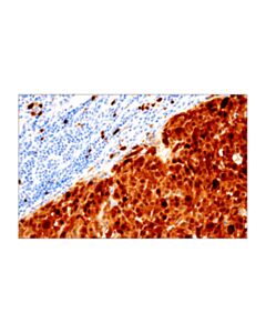 Cell Signaling S100a1 (4c4.9) Mouse mAb