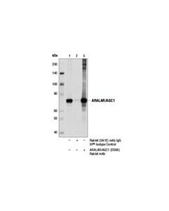 Cell Signaling Aralar/Agc1 (D5i6i) Rabbit mAb