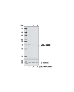 Cell Signaling Signalsilence P38alpha Mapk Sirna I (Mouse Specific)