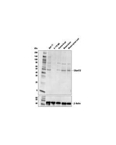 Cell Signaling C9orf72 Antibody